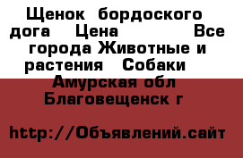 Щенок  бордоского  дога. › Цена ­ 60 000 - Все города Животные и растения » Собаки   . Амурская обл.,Благовещенск г.